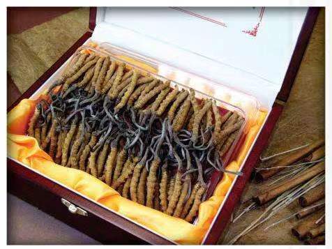 凤凰镇冬虫夏草回收